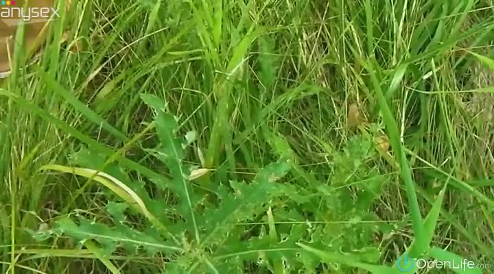 Slender leggy and lewd chick goes solo on the green grass on sunny day Free Porn Videos | ePornAny.